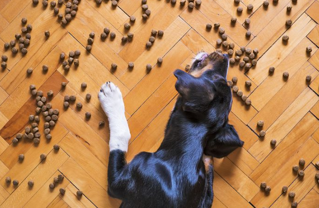 dog food