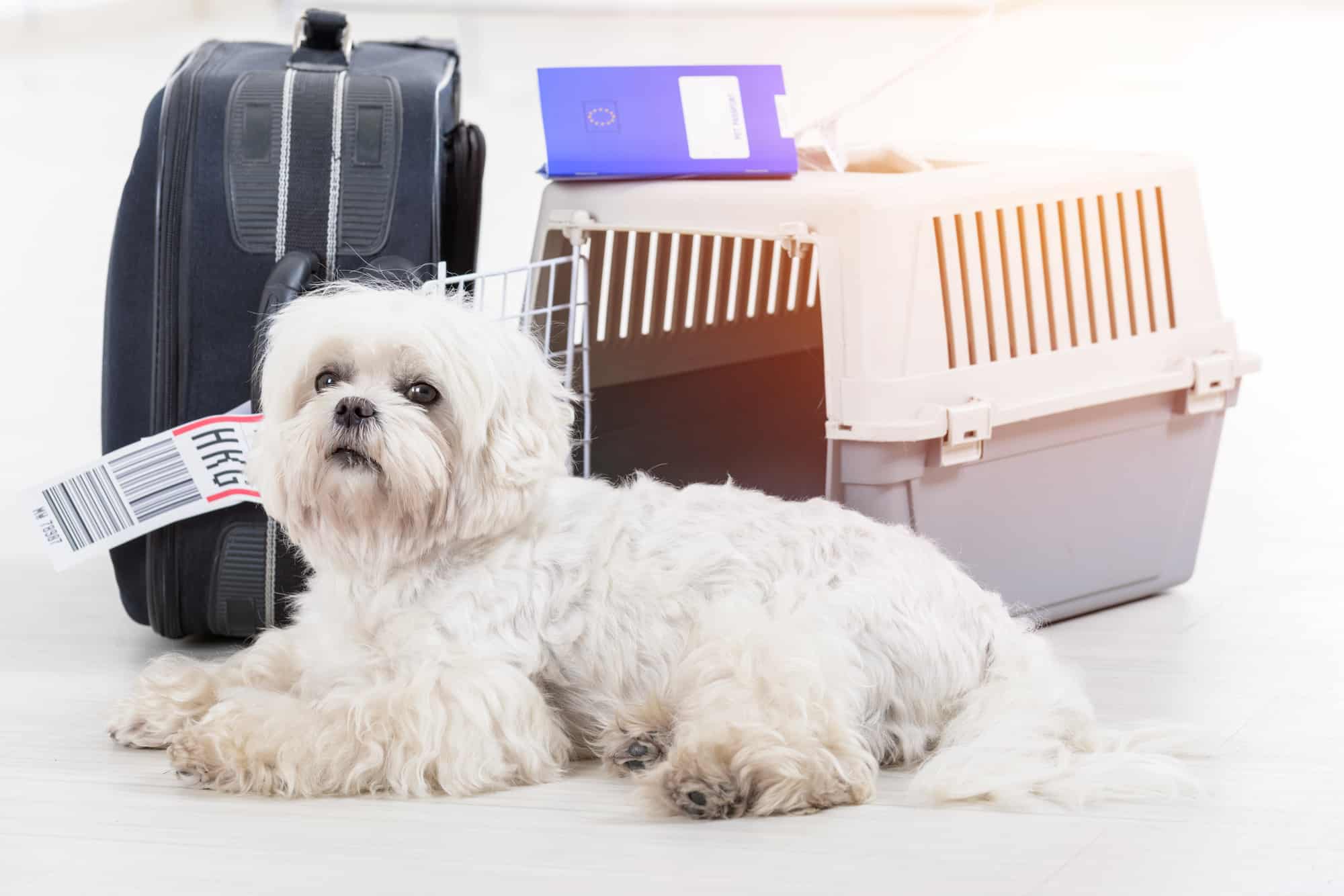 little dog and the airline cargo pet carrier